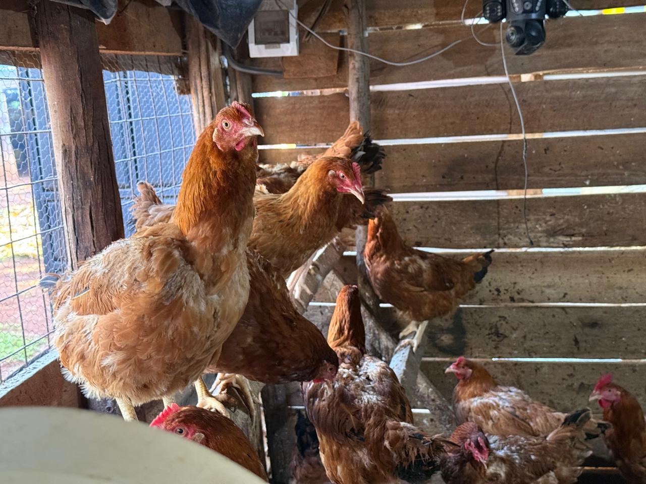 Clean Handling & Packing — Iconic Farms, Kisumu